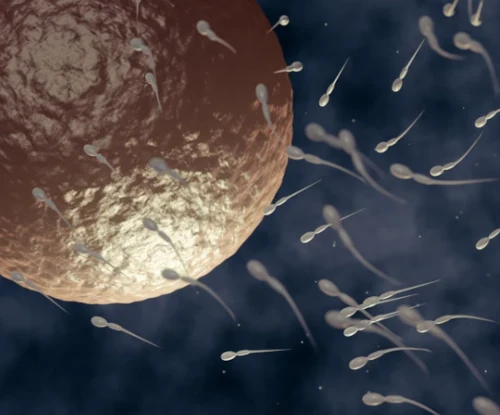 Des spermatozoides rencontrant un ovule