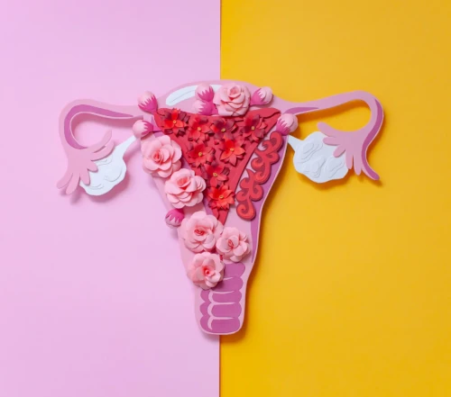 Une vue d'artiste du système reproducteur féminin