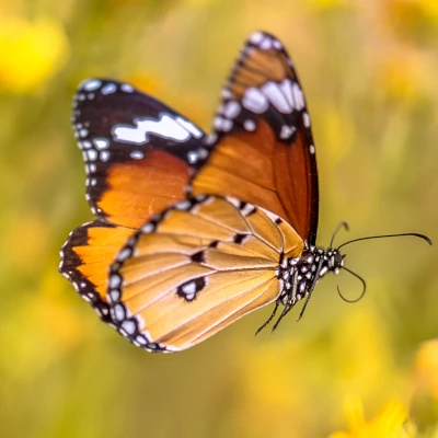 un papillon en vol