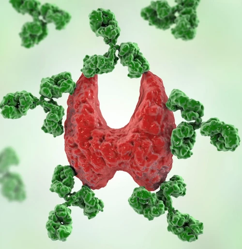 Une représentation d'une thyroïde attaquée par des anticorps